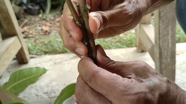 How to Graft Mango Tree?||Grafting Mango tree.||With amazing result. (Tagalog Tutorial)  Bert DC
