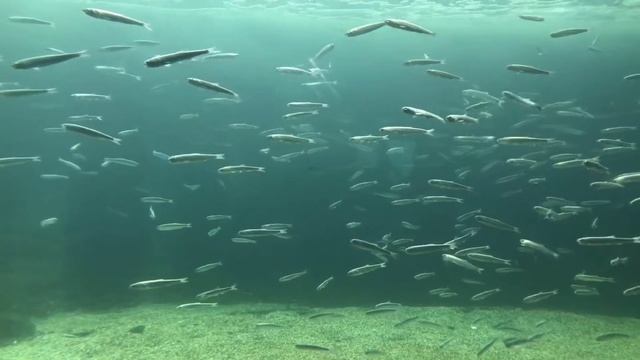 США. Leopard shark/леопардовая акула