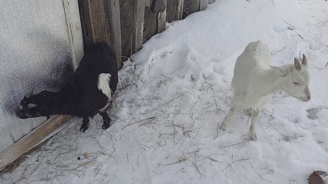 Животные / Приключения Животных 🐐🐑 / СМОТРИ ЖИВОТНЫХ