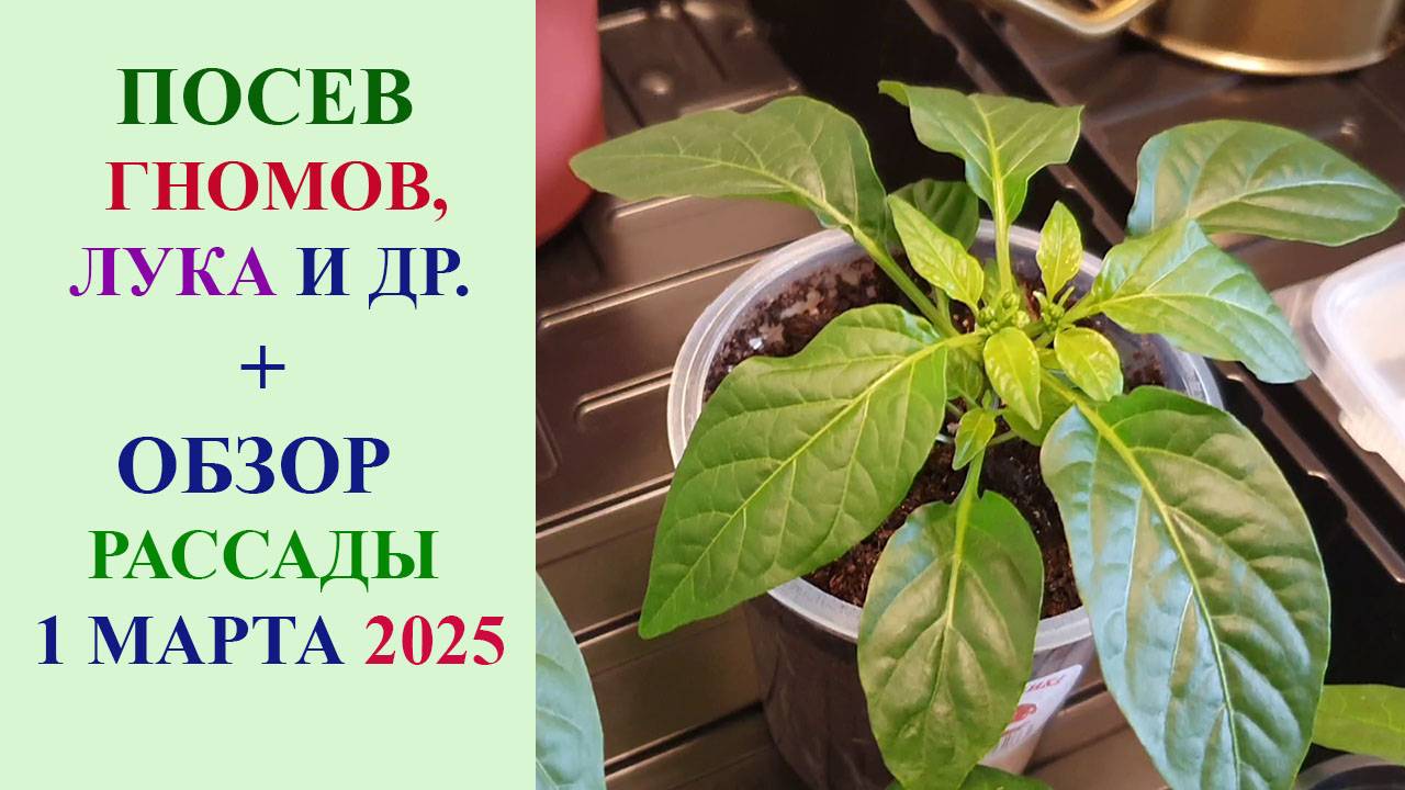 ПОСЕВ ГНОМОВ, ЛУКА, ЗАМАЧИВАНИЕ СЕМЯН. ОБЗОР РАССАДЫ на 1 МАРТА 2025 ГОДА. ПОДКОРМКИ.