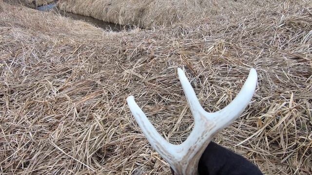 10 SHEDS IN 30 MINUTES!! Shed Hunting 2021