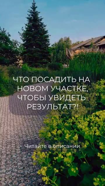 📌Что посадить на новом участке, чтобы быстро увидеть результат Подробно в комме