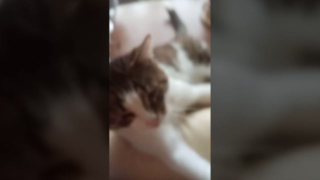 коты и собака