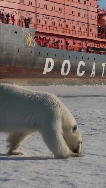 Умка подрос!