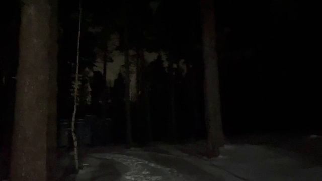 Ночь. Лесная тропа