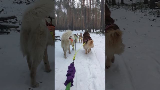 Катание на упряжке (якут, хаски, метис)