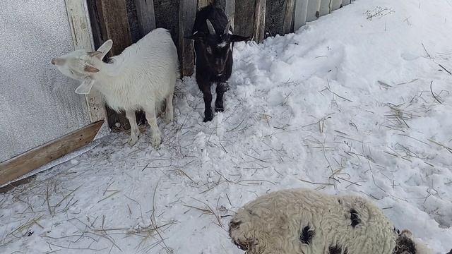 Животные / Приключения Животных 🐐🐑 / СМОТРИ ЖИВОТНЫХ