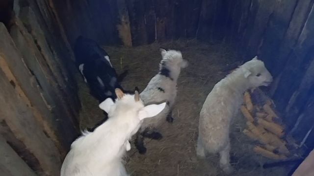 Животные / Приключения Животных 🐐🐑 / СМОТРИ ЖИВОТНЫХ