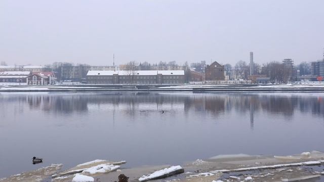 Гоголь утка, наблюдение птиц в Великом Новгороде, 1 марта 2025