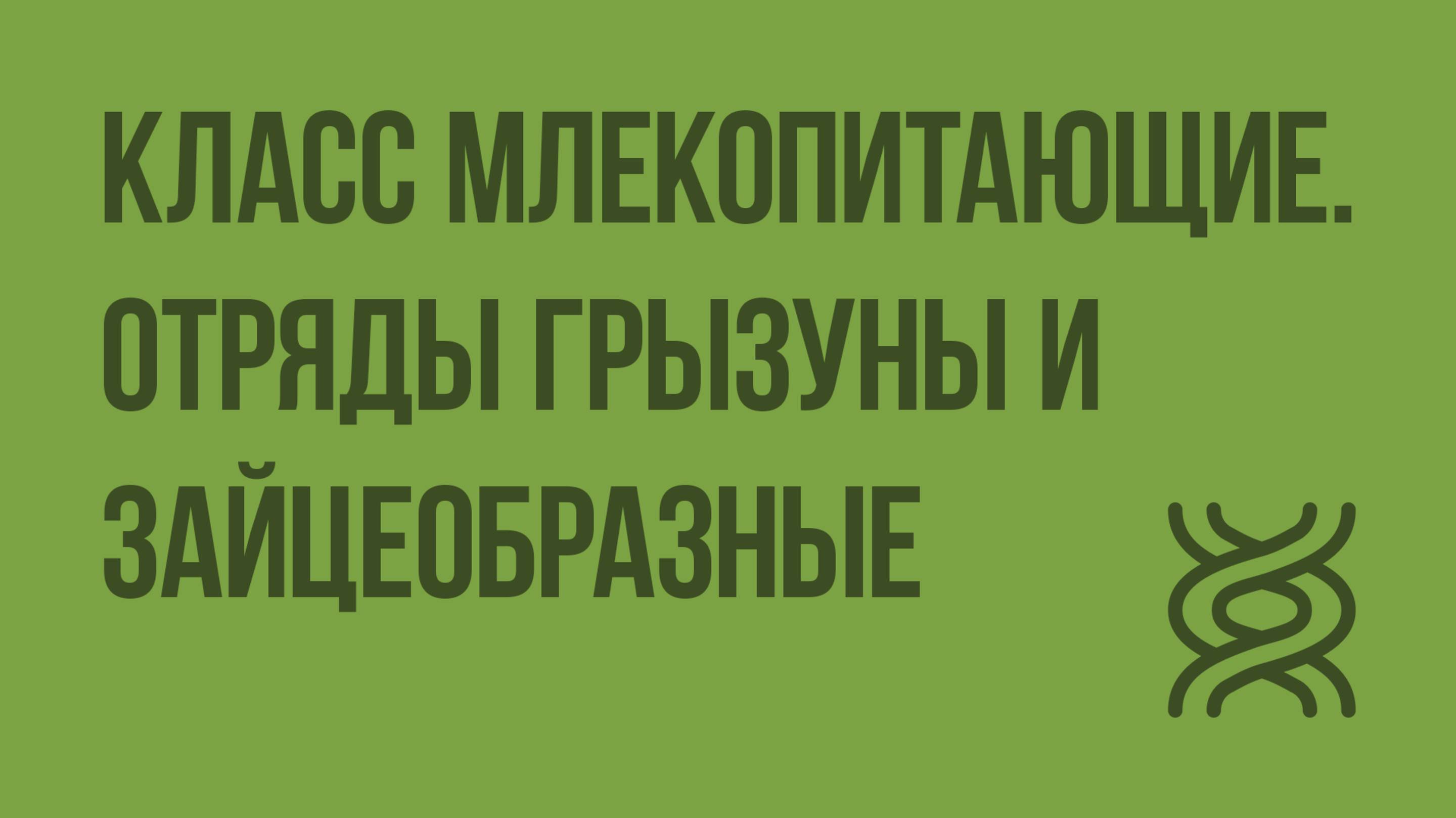 Класс млекопитающие. Отряды Грызуны и Зайцеобразные. Видеоурок по биологии 7 класс