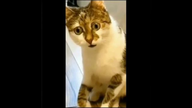 смешные котики с озвучкой 🐱