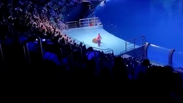 Тюлень общается со зрителями. Москвариум