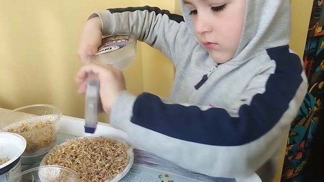 Сямяни 🌄 пророщенные семена пшеницы 🌾 Səməni yetişdiririk. #səməni #семенапшеницы