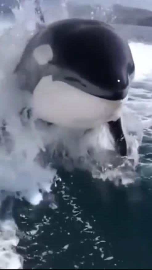 Касатка