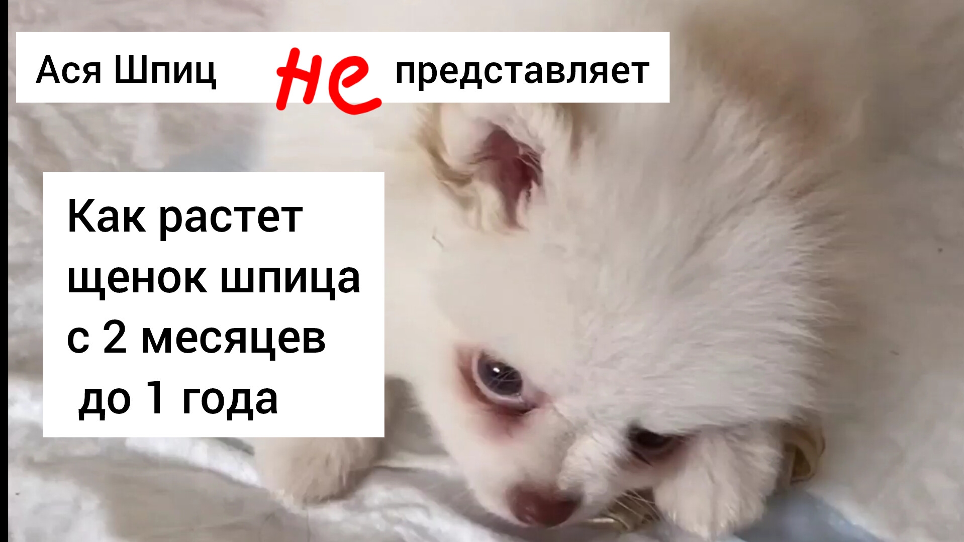 Как растет щенок шпица с 2 месяцев до 1 года