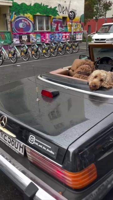 В Германии нашли «дудль-мобиль»: чувак катается на легендарном Mercedes SL 560 с тремя хвостами