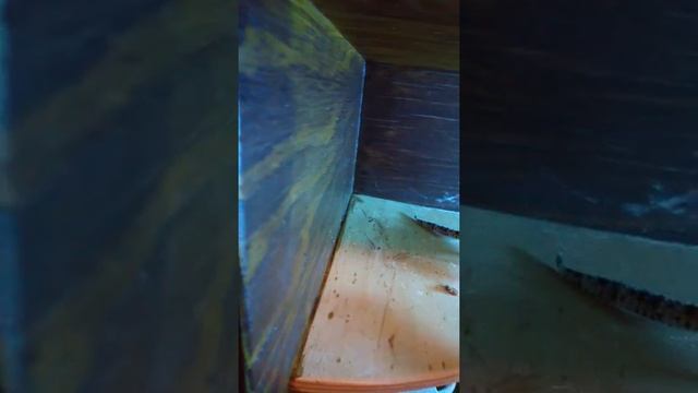 Кормим эублефара живым кормом