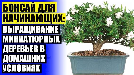 Живое дерево бонсай купить