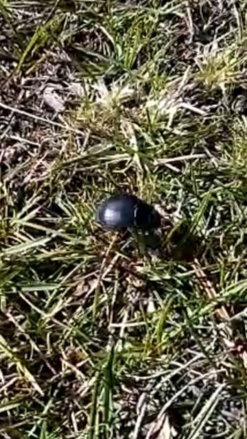 Beetle 🇦🇷 Patagonia, Argentina