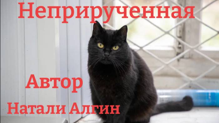 Неприрученная