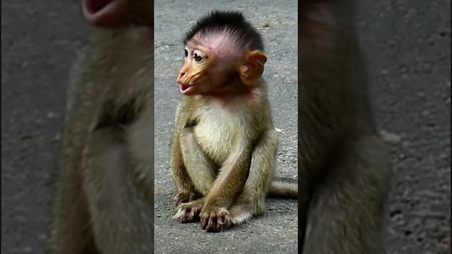 Голодный baby monkey жалостливо просил покормить его   1000034155.mp4