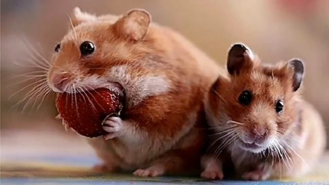 Можно ли клубнику хомячкам ??? // ХОМЯЧОК ЛИМКА