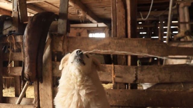 Livestock guard dog drinks fresh cow milk