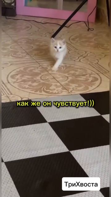 Смешные животные!)