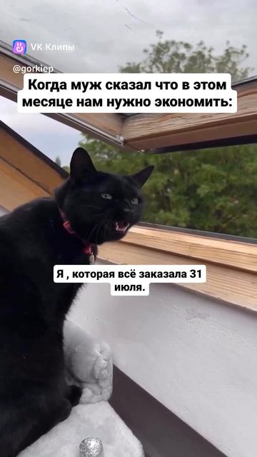 clip-203374052_456240348