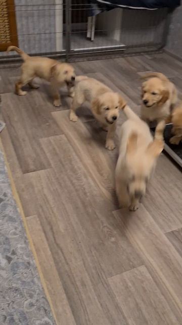 1000030232.mp4