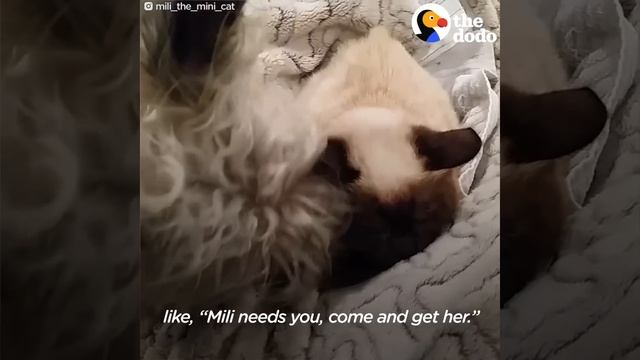 Blind Mini Cat Gives Her Mom Kisses - MILI | The Dodo