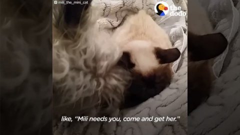 Blind Mini Cat Gives Her Mom Kisses - MILI | The Dodo
