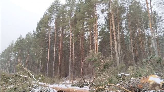 Пение птиц можно слушать бесконечно