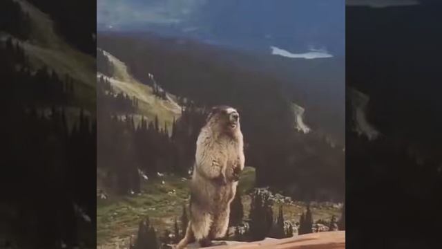 Орущий бобёр