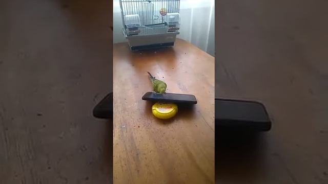 Кеша дружит с телефоном :)