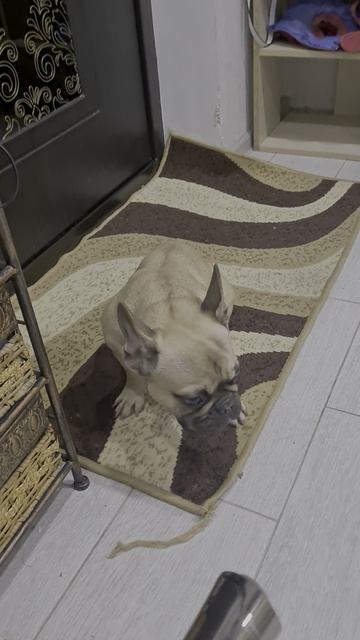 Буле стыдно