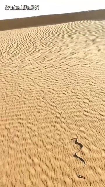 Yellow snake in desert 🏜️ // Snake Cobra // Snake Life // #shorts