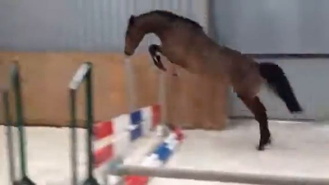 4 yold Cachas x Candillo x Calypso