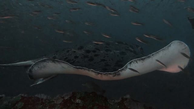 Marbled ray