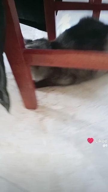 Сигма кот