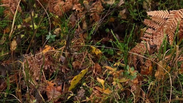 "Малое Завидово. Лесной Берег" – Экскурсия по эко-поселку в Малом Завидово | II часть