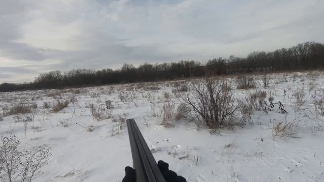 Охота на зайца  погоня 12 12 2023г