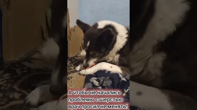 Запасов корма нет! Срочно нужна помощь! 
#помощь #приют #собака #еда #питание #корм #пермскийкрай