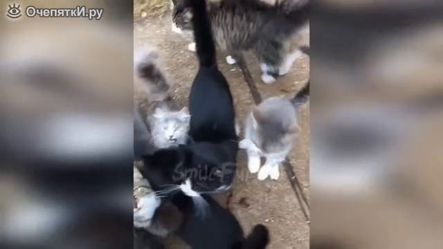 Смешные до слёз котики