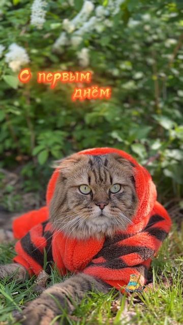 С весной и Днём кошек!🐈🌸 #котики #весна #денькошек