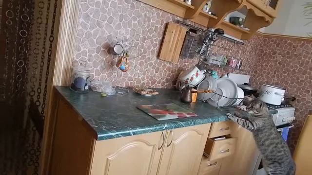 Чернышка Шипицина клип под песню кошка картошка