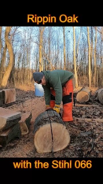 Rip'n Red Oak #stihl #066 #firewood #woodyard #chainsaws