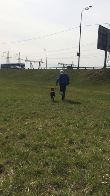 Медор. Немецкий боксёр в дар. Пробежка