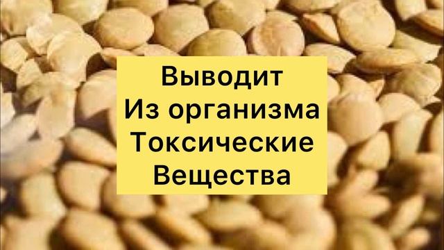 Чем Полезна Чечевица?