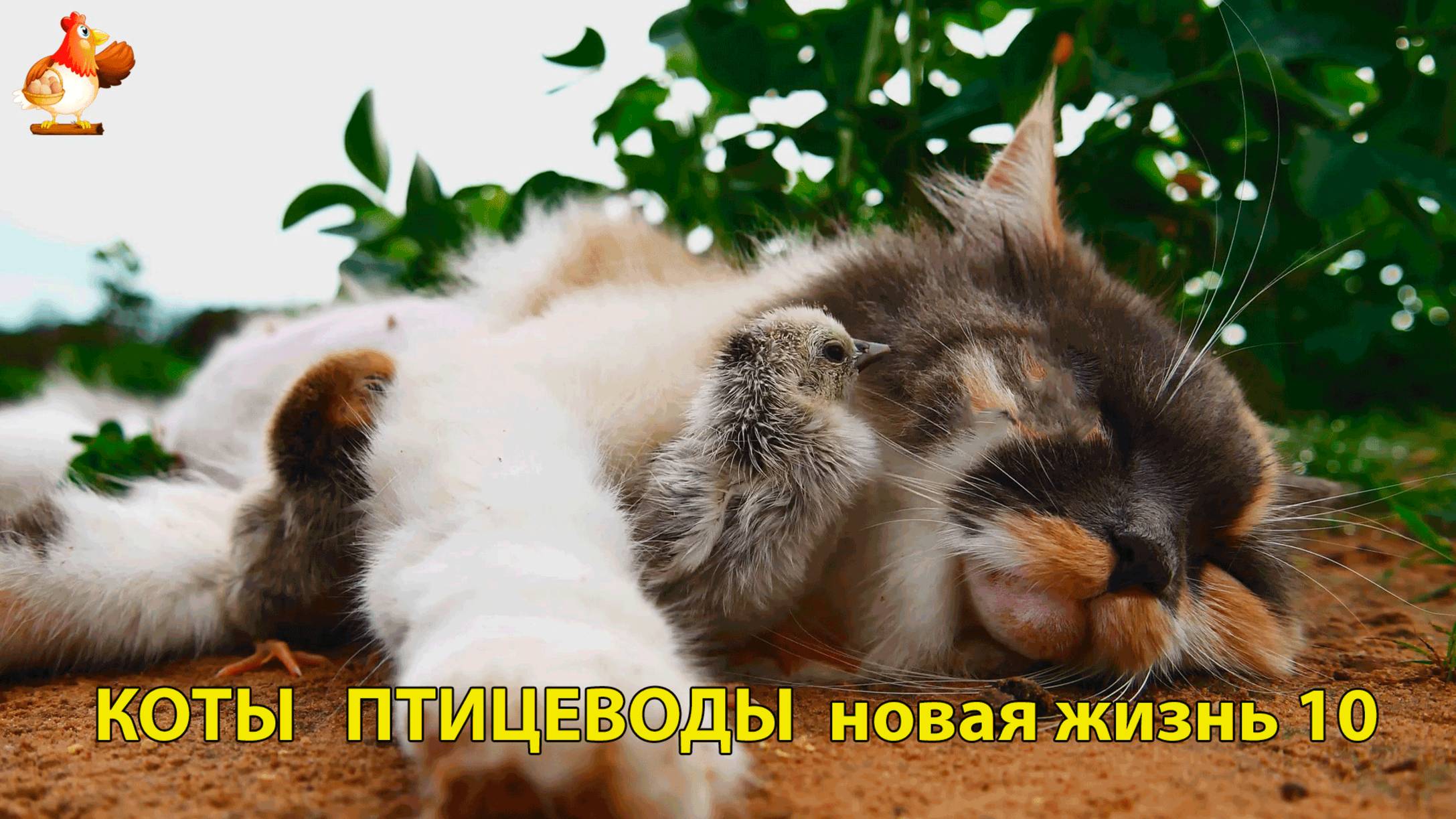 Коты птицеводы со своими подопечными 😹🐈🐈 Новая жизнь – выпуск (10) ❣️🤗😂